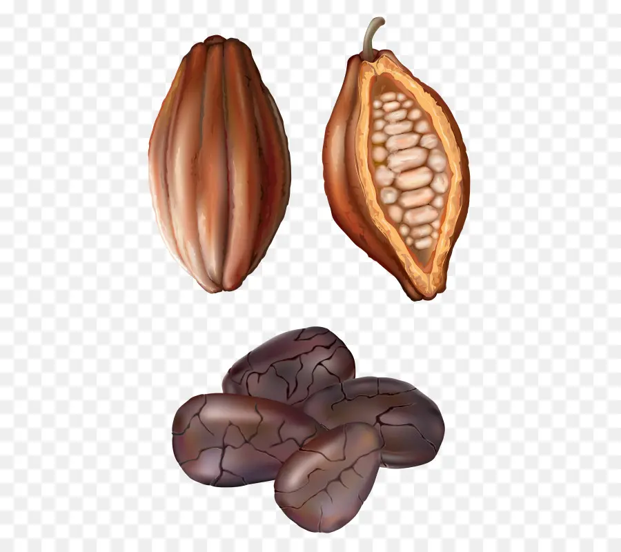 Grano De Cacao，Frijol PNG