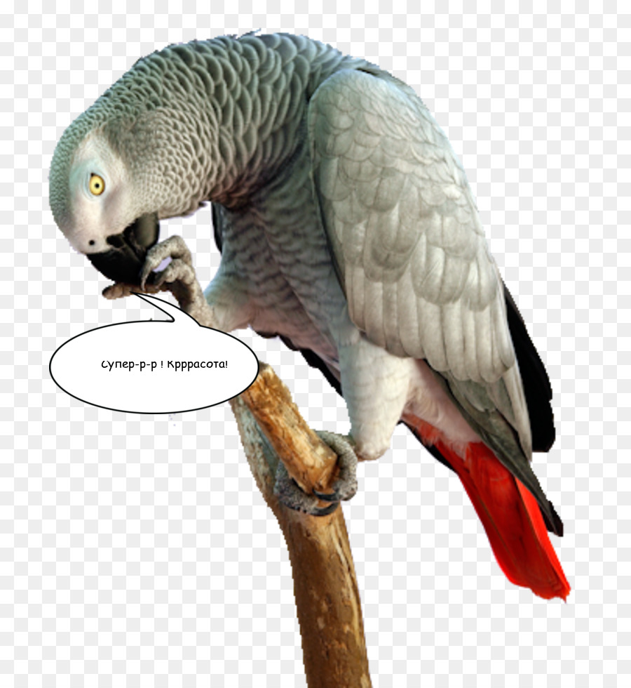 Pájaro，Loro PNG