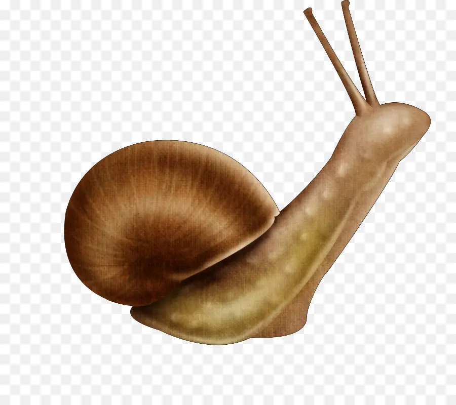 Caracol，Dibujos Animados PNG