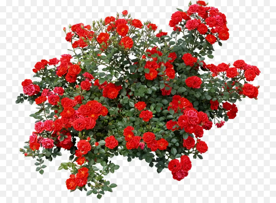 Rosas，Rojo PNG