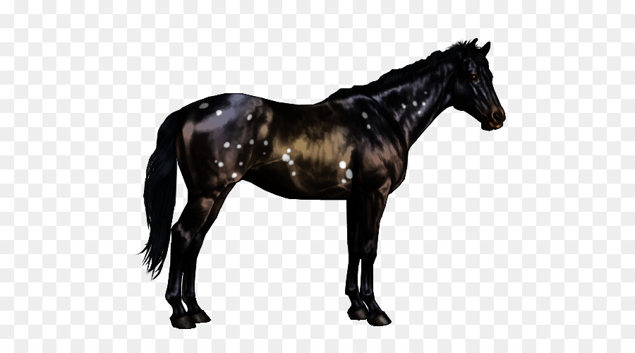 Caballo Arabe，Marcas De Caballos PNG