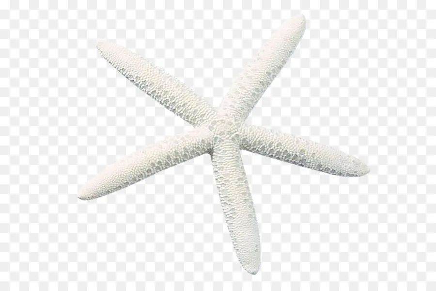 Estrella De Mar，Blanco PNG