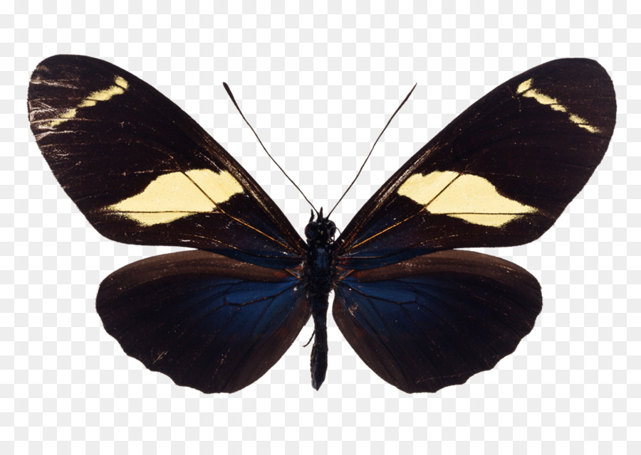 Mariposa，Insecto PNG