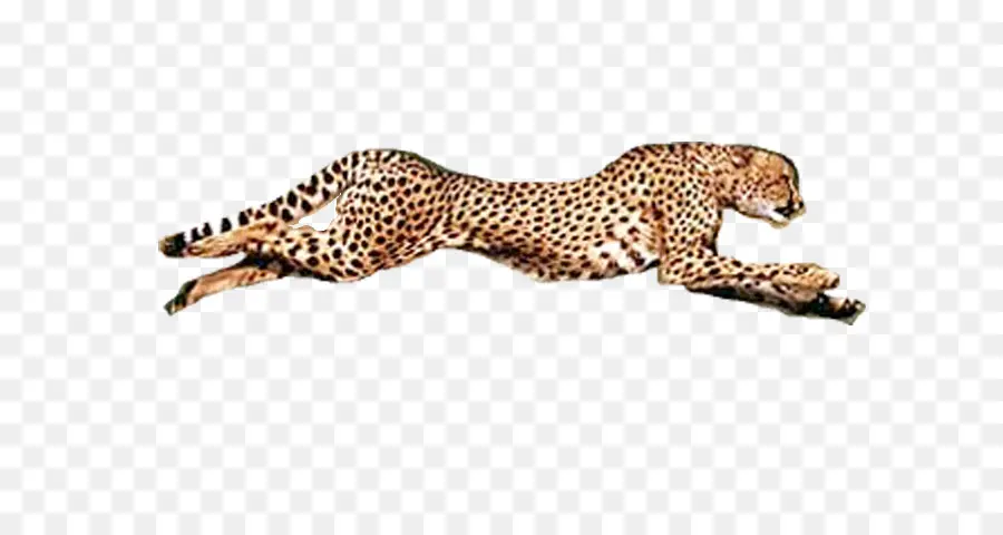 Guepardo，Leopardo PNG