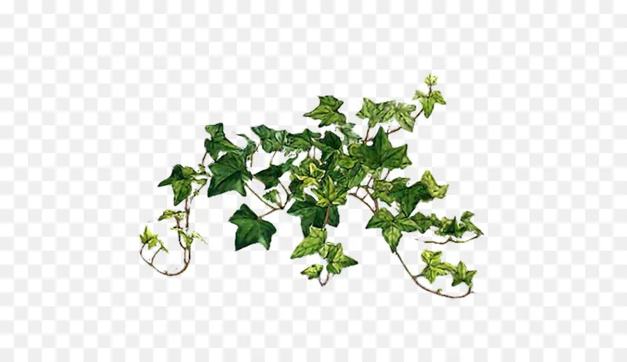 Ivy Común，Enredadera PNG