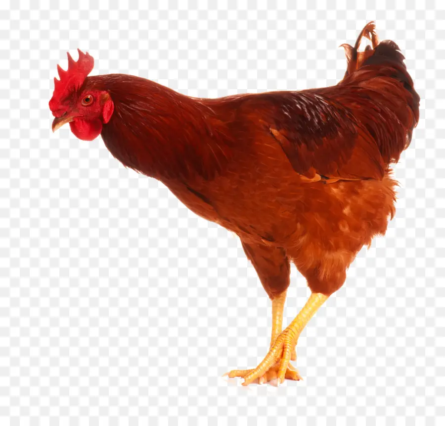 Pollo，Gallo PNG