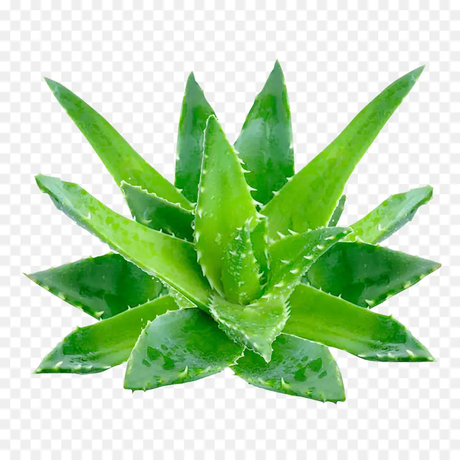 Aloe Vera，Gel PNG