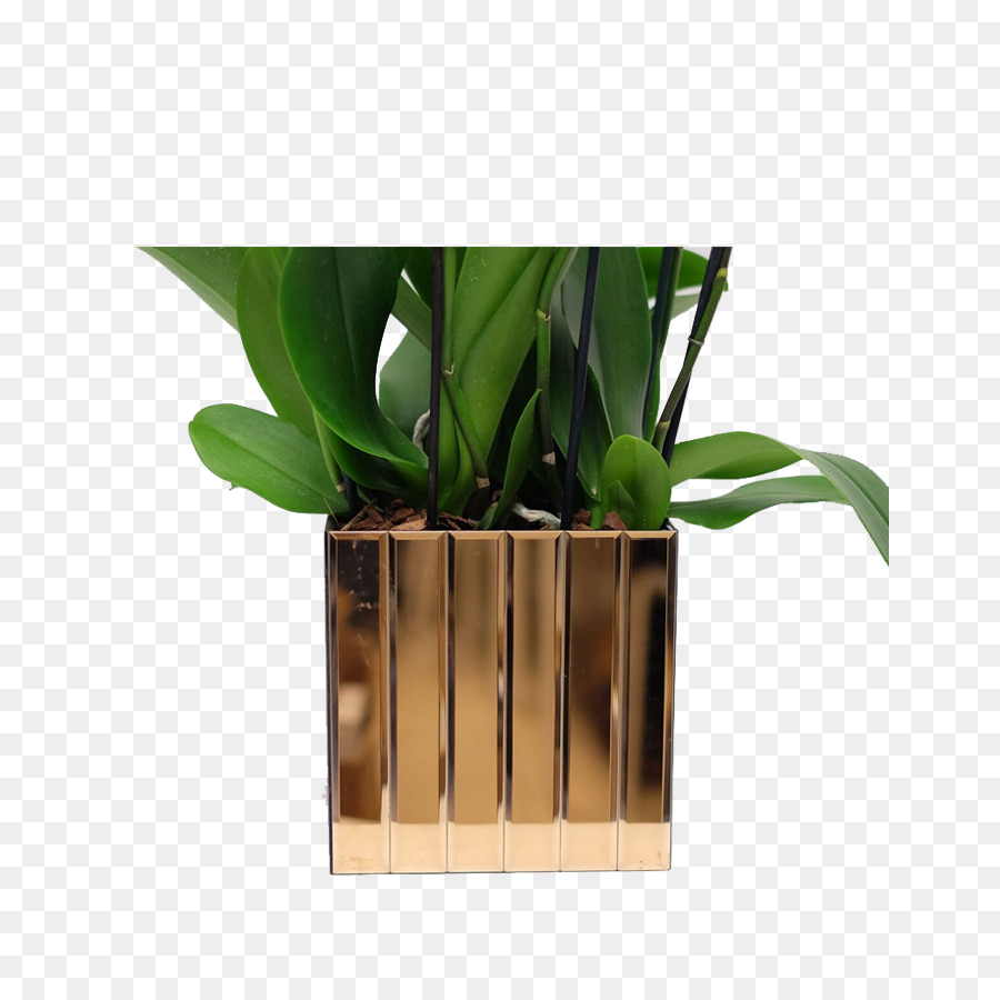 Planta De Interior，Maceta PNG