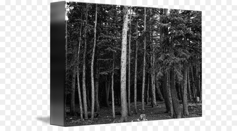 En Blanco Y Negro，Bosque PNG