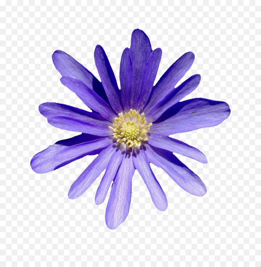 Flor Morada，Florecer PNG