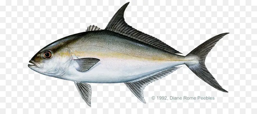 Almaco Jack，Amberjack PNG