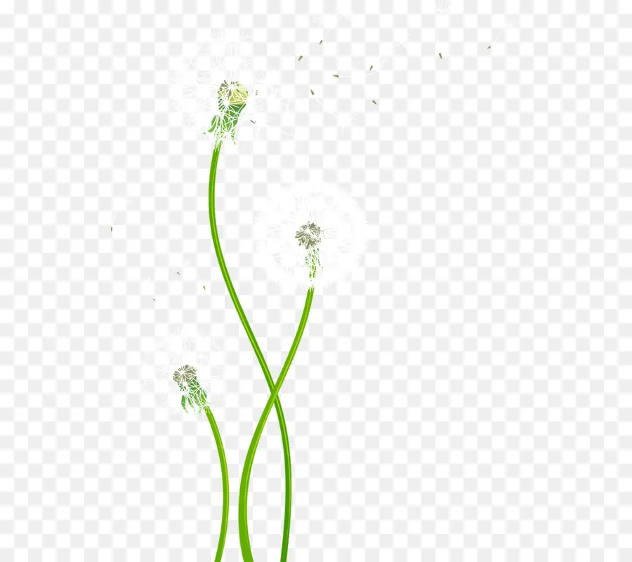 Flor，Verde PNG