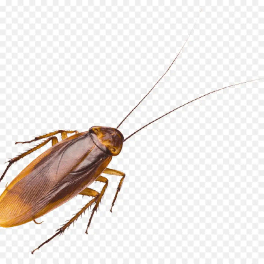 Cucaracha，Control De Plagas PNG