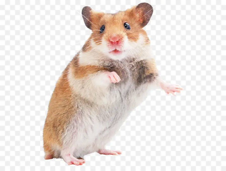 Hámster，Gerbil PNG