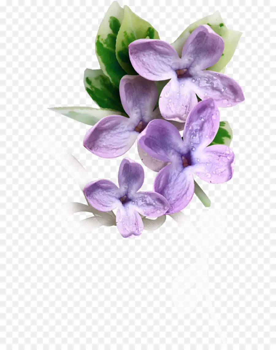 Flores Moradas，Florecer PNG