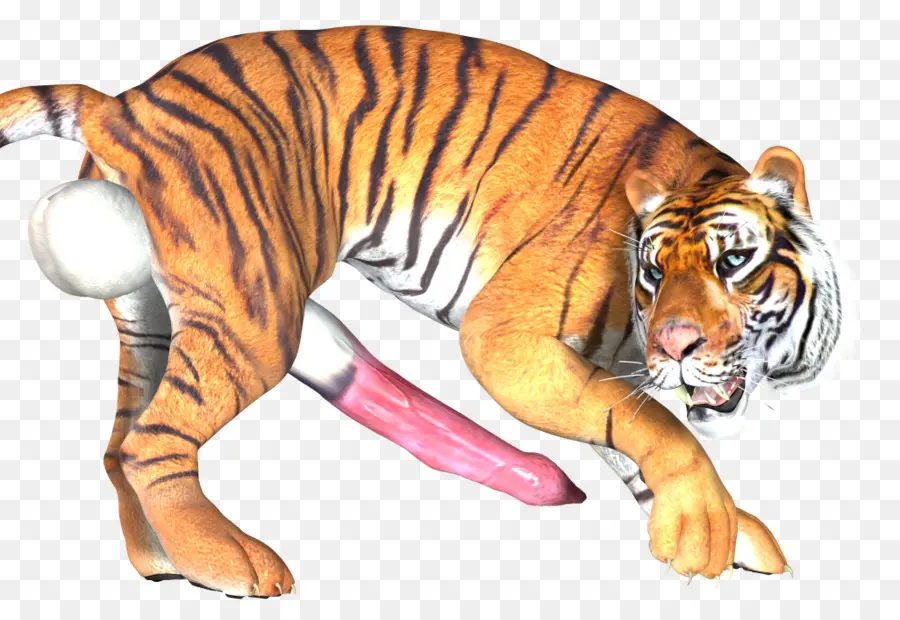 Tigre，Rayas PNG