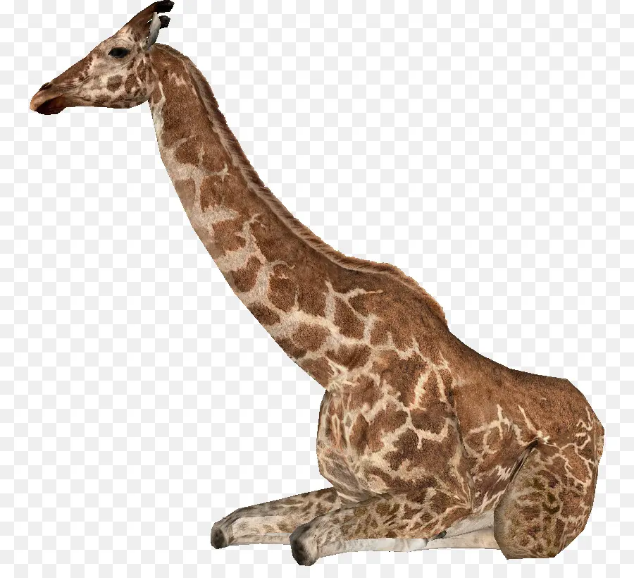 Zoo Tycoon 2 Animales Extintos，Giraffa Jumae PNG