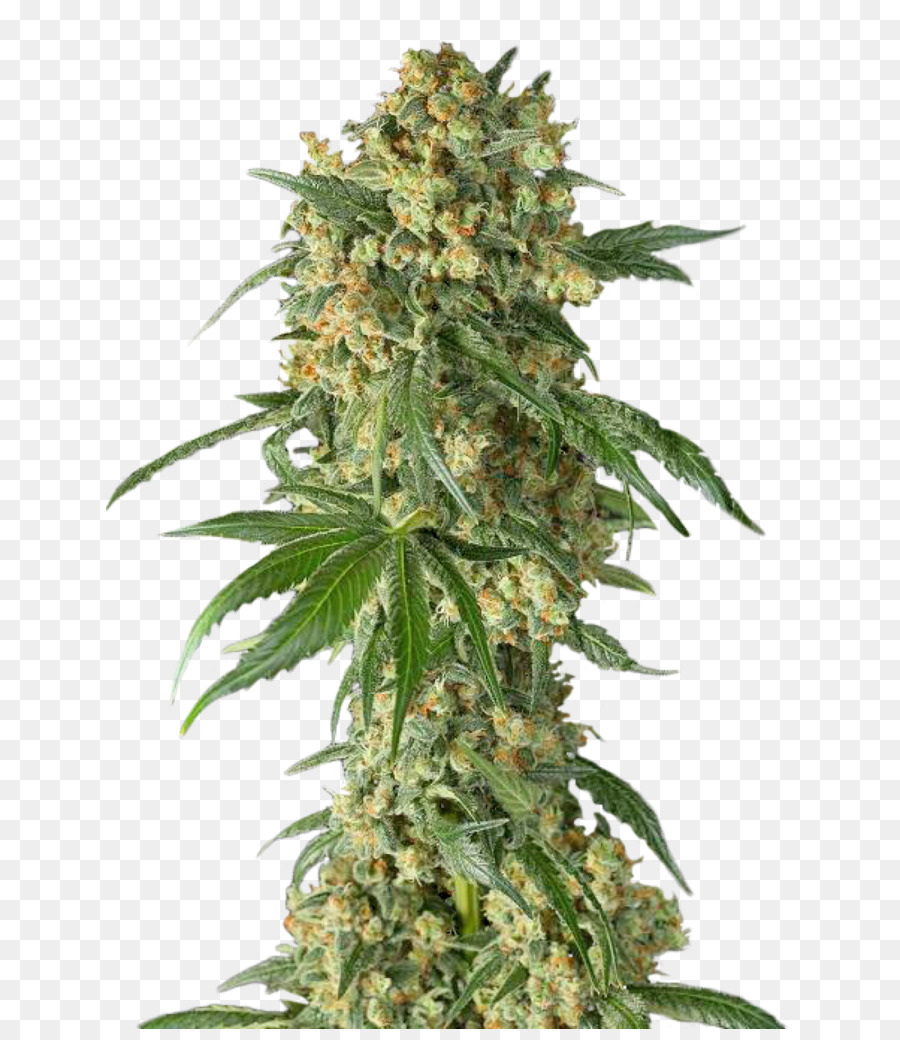 Planta De Cannabis，Marijuana PNG