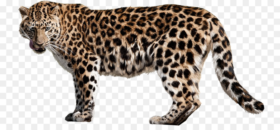 Guepardo，Jaguar PNG