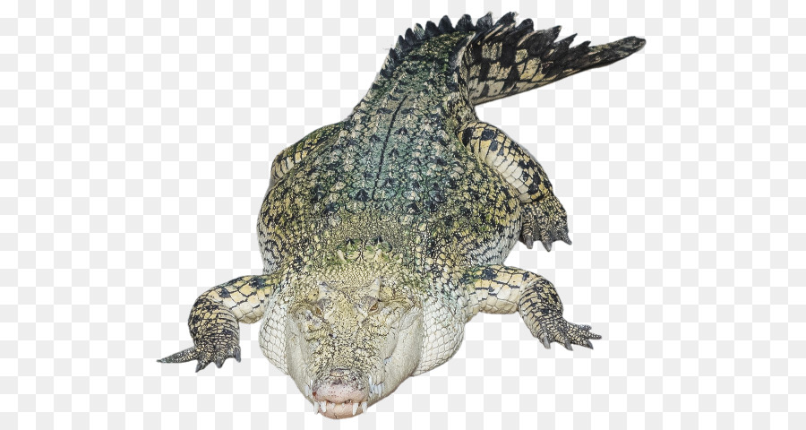 Cocodrilo Del Nilo，Caimanes PNG