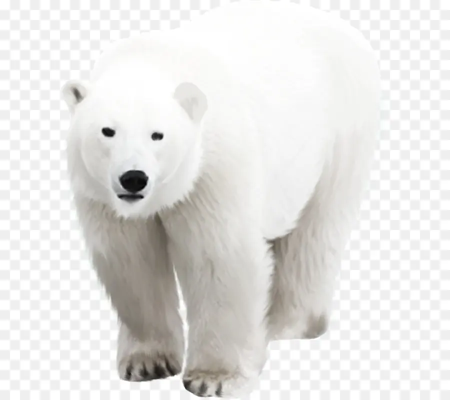 Oso Polar，Oso PNG