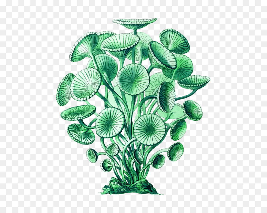 Planta Verde，Botánico PNG