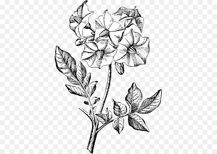 Dibujo De Flores，Botánico PNG