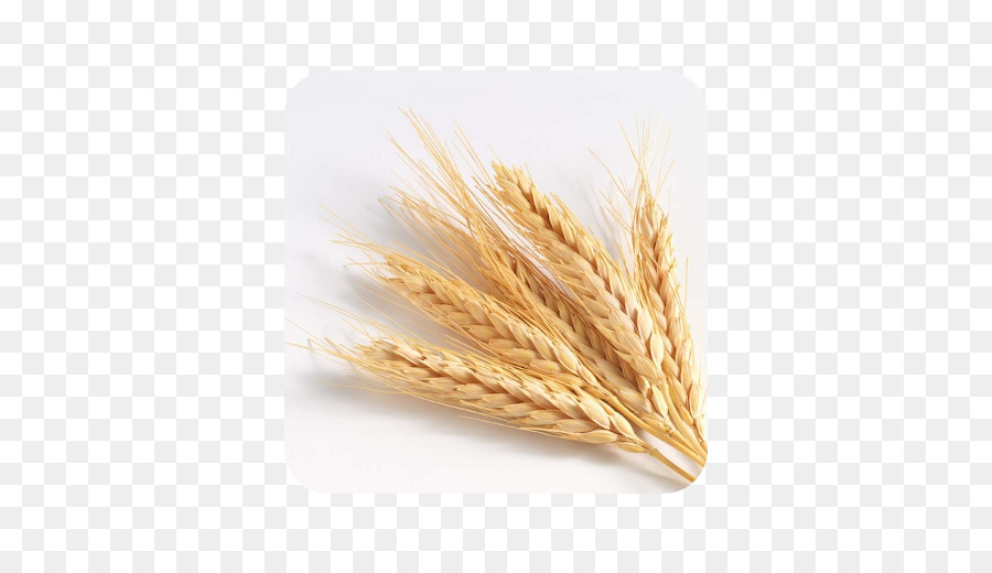 Alimento，Semilla PNG