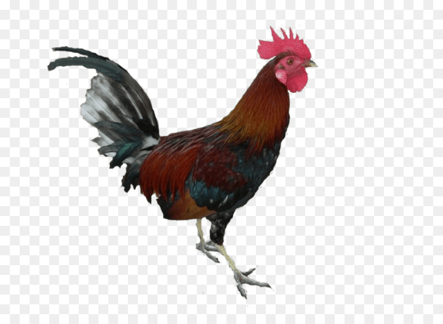 Gallo，Pollo PNG