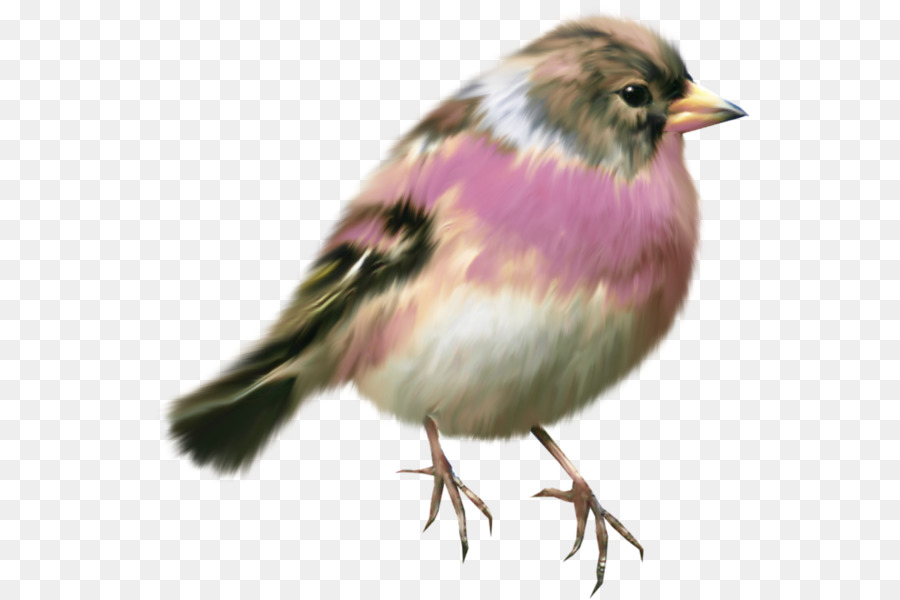 Pájaro，Robin Europeo PNG