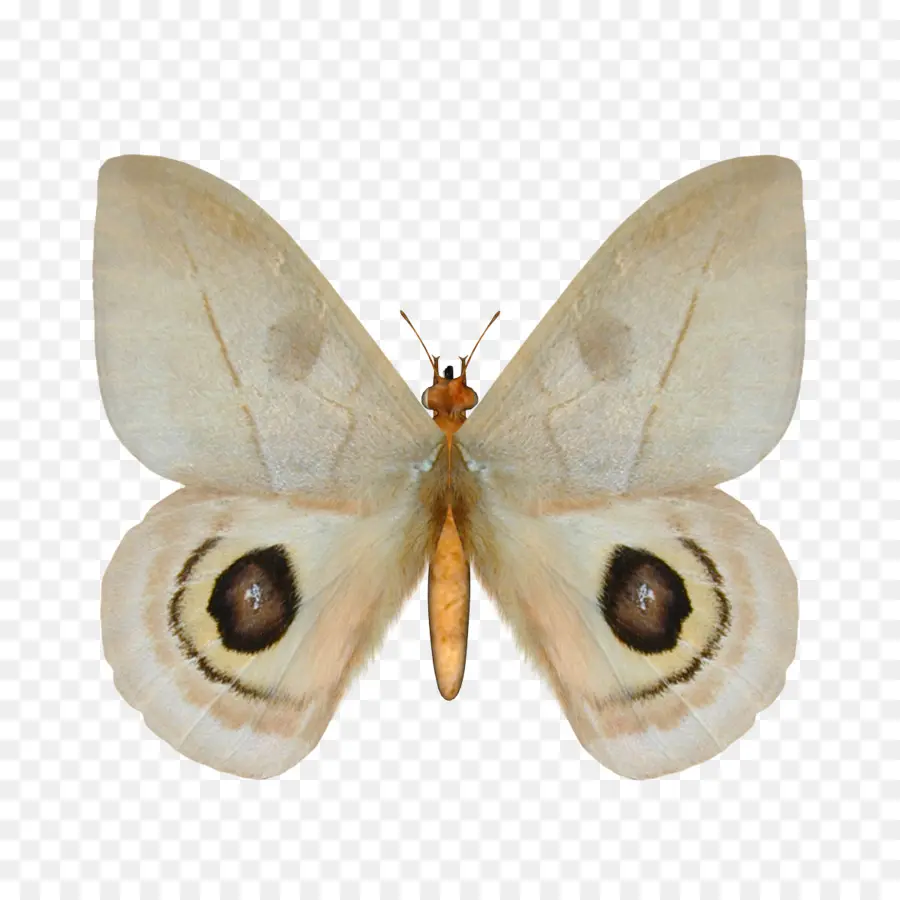 Mariposa，Gusano De Seda PNG