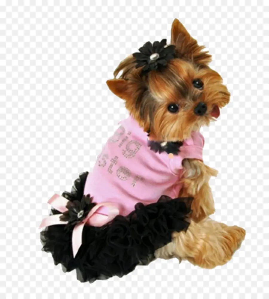 Terrier De Yorkshire，Cachorro PNG