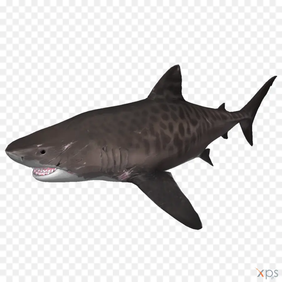 Tiburón Tigre，Tiburón PNG