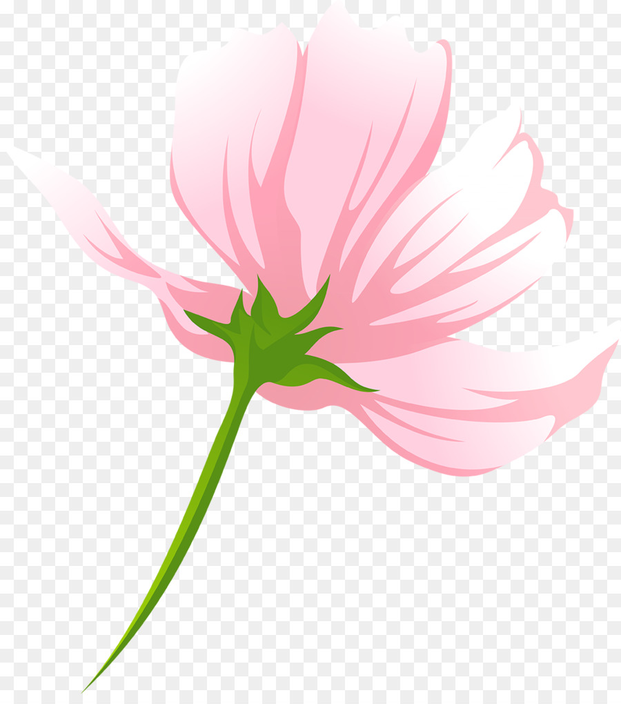 Flores Rosadas，Florecer PNG