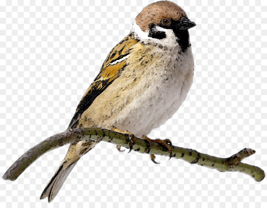 Pájaro，Naturaleza PNG