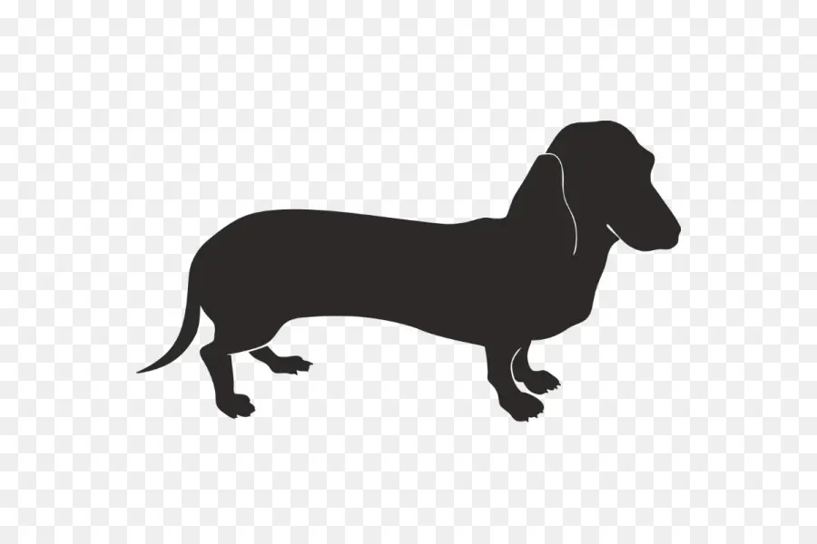 Teckel，Labrador Retriever PNG