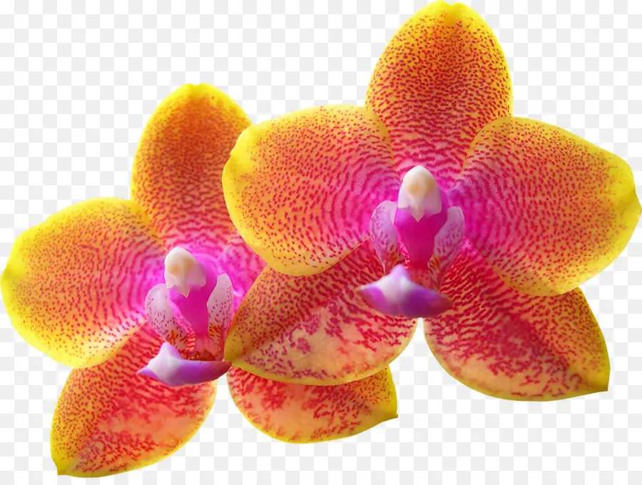 Las Orquídeas，Zodiaco PNG