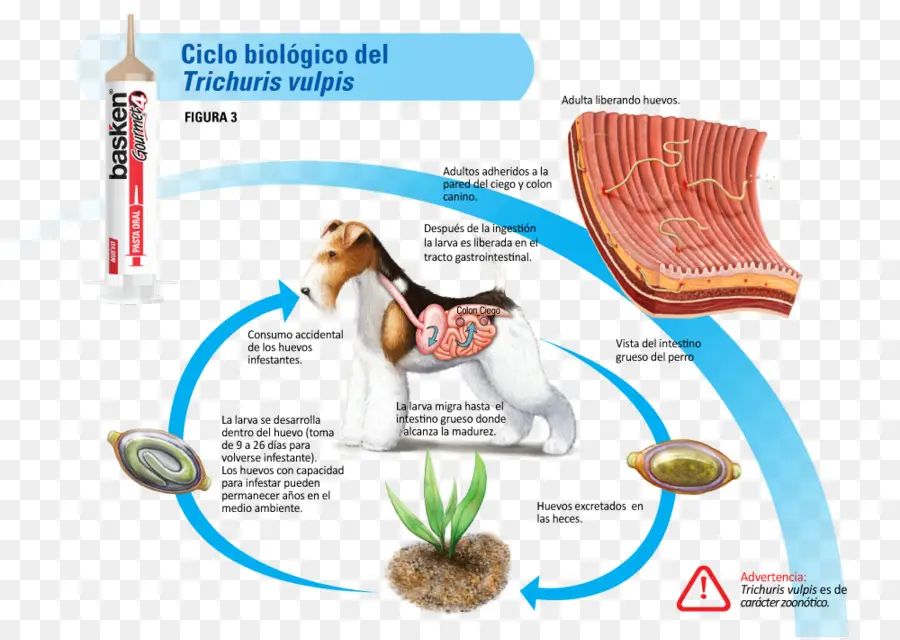 Gusano，Trichuris Vulpis PNG