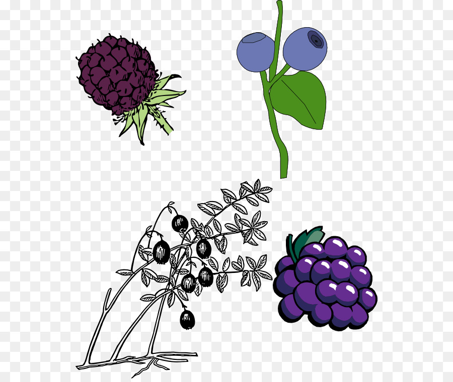 Blackberry，La Fruta PNG