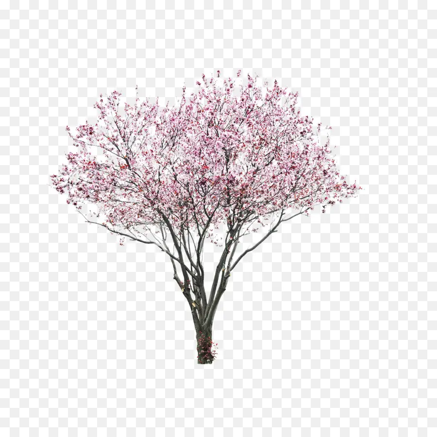 De Asia Oriental De La Cereza，Árbol PNG