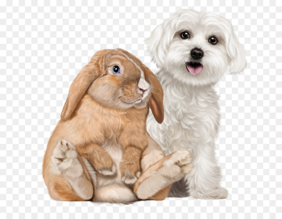 Conejo Y Perro，Mascota PNG