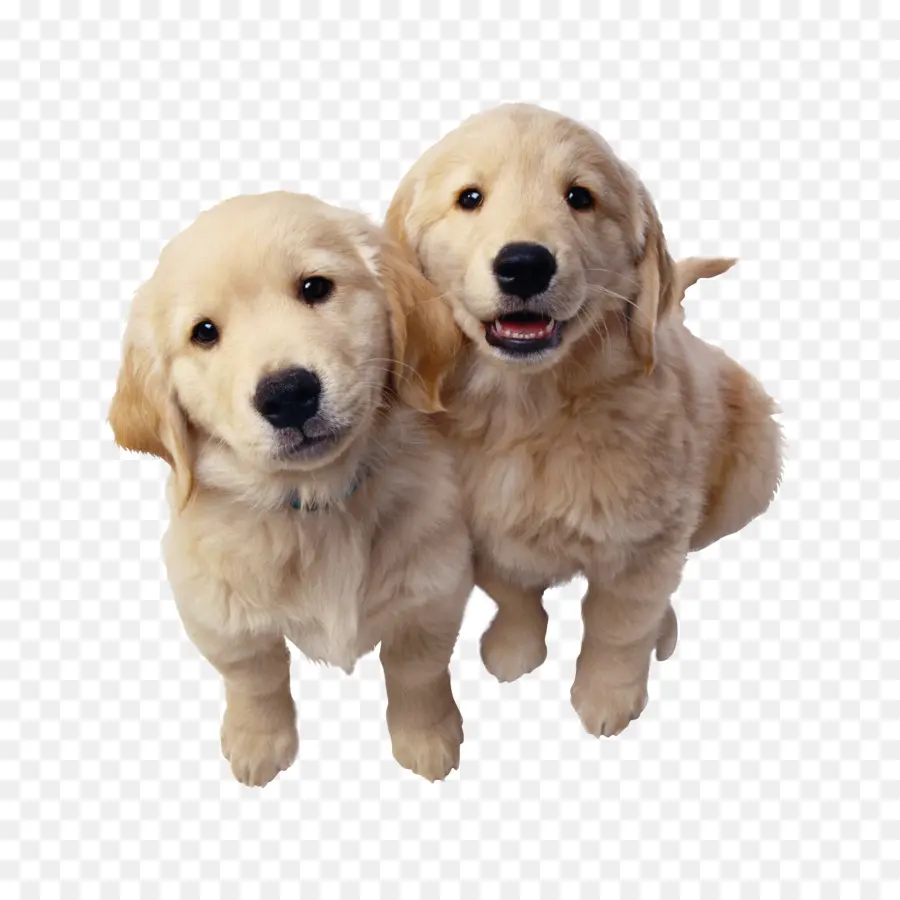 Labrador Retriever，Cuidado De Mascotas PNG