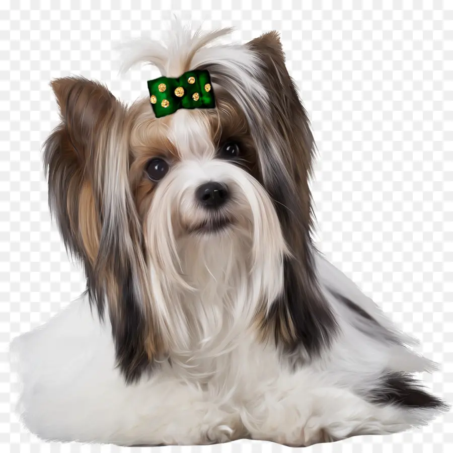 Terrier De Yorkshire，Mordisco PNG