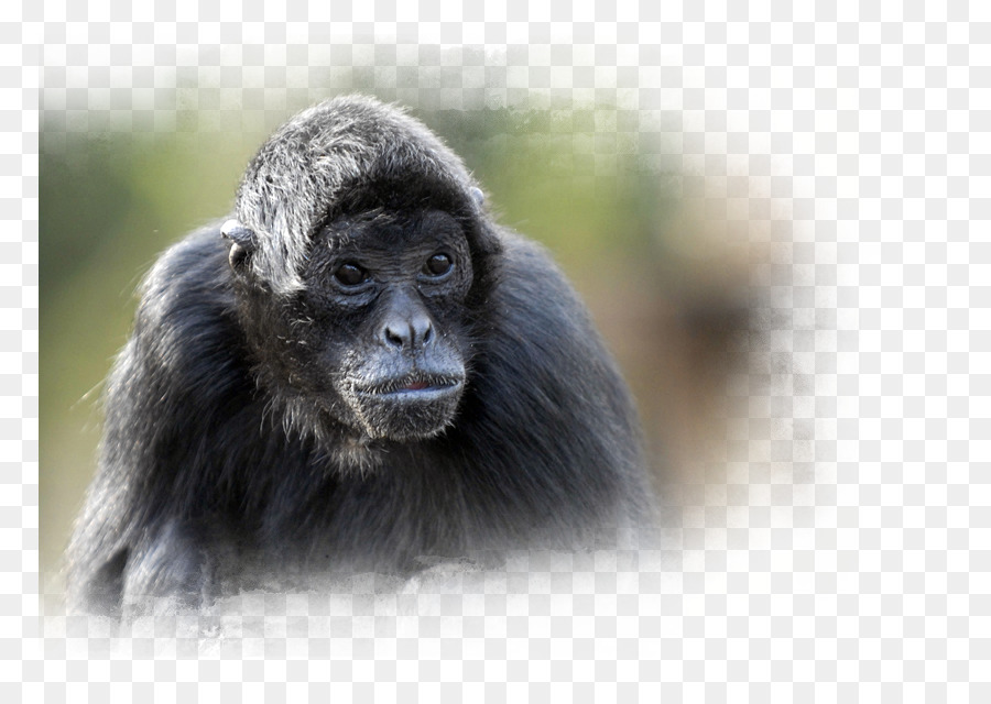 Chimpancé Común，Nortica PNG