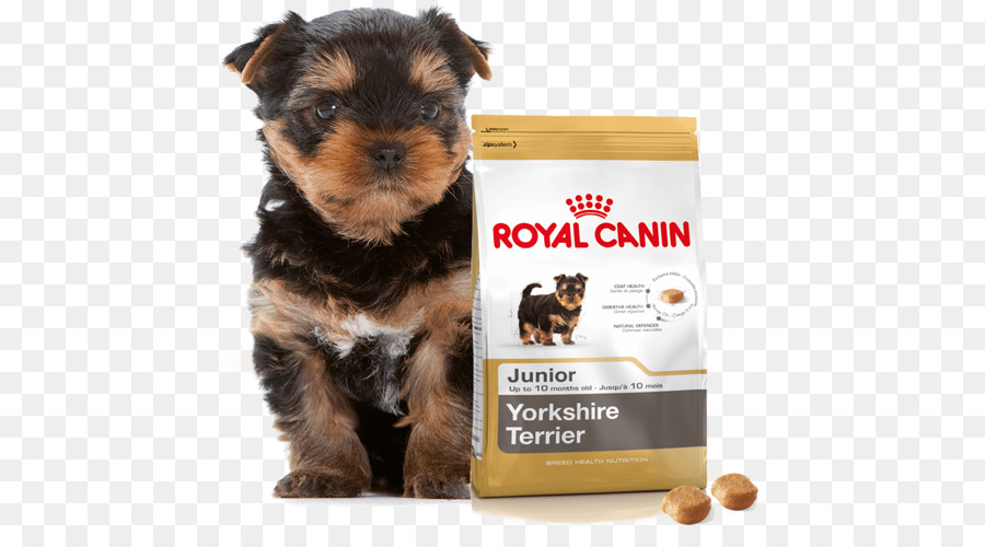 Yorkshire Terrier，Cachorro PNG