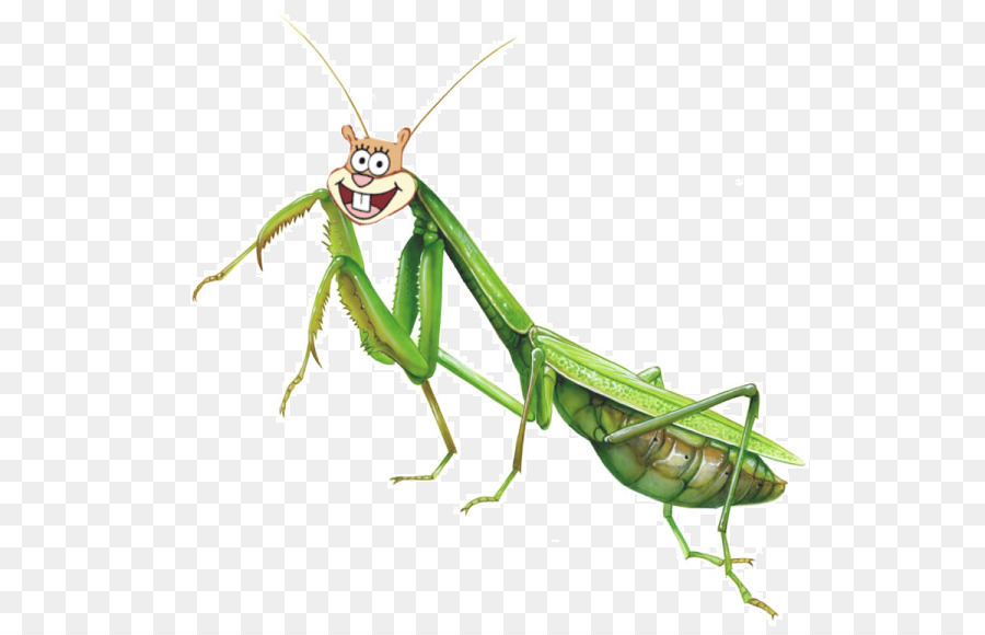 Insecto，Mantis PNG