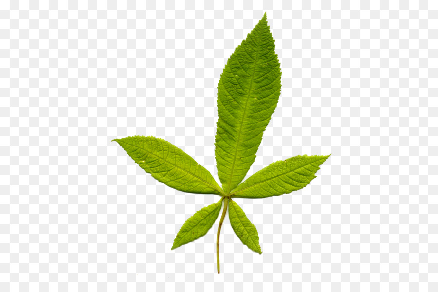 Hojas Verdes，Planta PNG