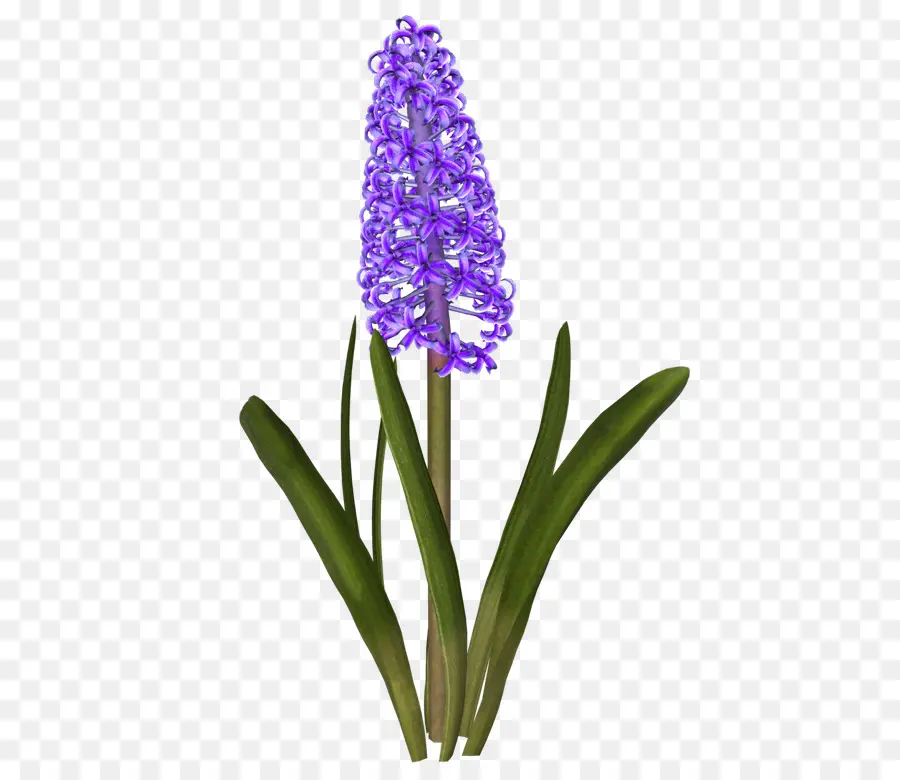 Flor De Jacinto，Púrpura PNG