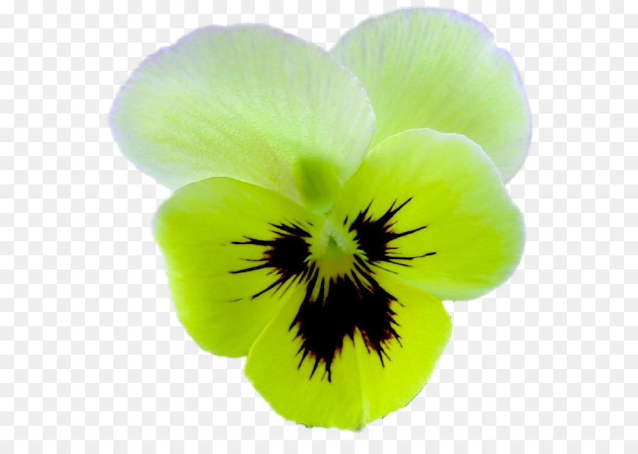 Flor，Pétalo PNG