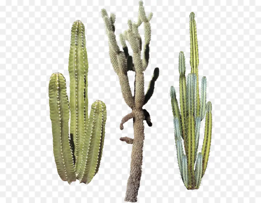 Triángulo De Cactus，Cactus PNG